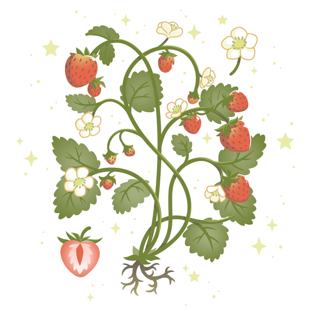 Strawberry Harvest